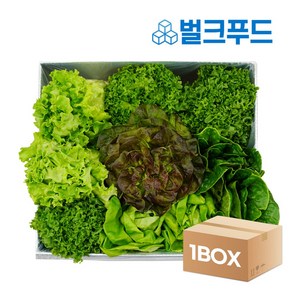 유러피안 샐러드야채 1kg 로메인 버터헤드 쌈채소