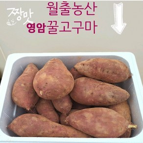 영암꿀고구마 10kg 왕사이즈 농장직거래 아이스박스 발송 꿀고구마 10kg 월출농산 영암 꿀고구마 10kg 고구마 10kg, 1개, 10kg(왕)