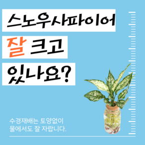 피오그린 천연가습기 [스노우사파이어] 흙없이 키우는 수경식물 공기정화식물 수경세트, 1개