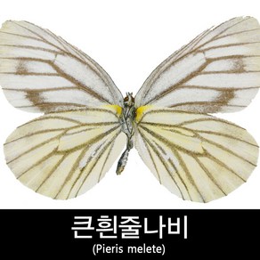 큰줄흰나비표본/Pieis melete