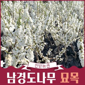 남경도나무 꽃복숭아 2~3년생(개화주), 1개