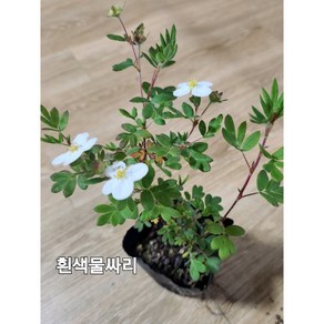 흰색물싸리 10cm/ 5포트, 1개