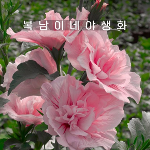 겹무궁화 핑크쉬폰 15cm포트 [1포트 복남이네야생화 모종 히비스커스 hibiscus], 1개