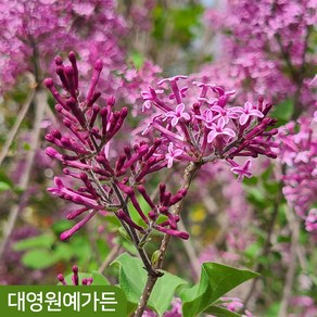사계라일락 5치포트 다크퍼플 왜성 향기 꽃나무, 1개, 다크퍼플 5치포트