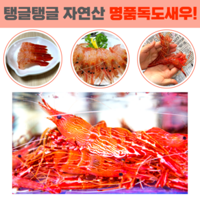 당일조업 산지직송 자연산 활 독도새우 꽃새우 닭새우 300g 500g 1kg, 활 독도꽃새우 300g, 1개