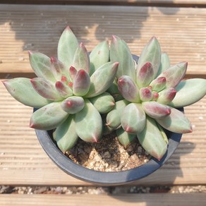 [수암다육] 핏카우이 랜덤발송 Pachyphytum fittkaui 다육 다육이 다육식물 659, 1개