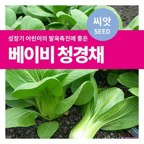 마이플랜트 샐러드 채소 베이비 청경채 씨앗 10g, 1개