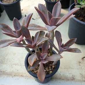 [수암다육] 흑괴리 Graptoveria 'Fred Ives' 랜덤발송 다육 다육이 다육식물 수암다육 Succulent 반려식물 국민다육 애완식물 선인장 미니선인장