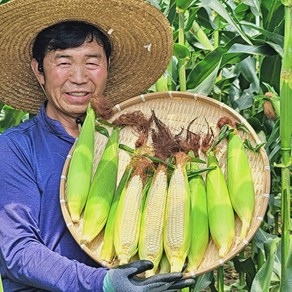 강원도 냉동 찰옥수수 산지직송, 50개