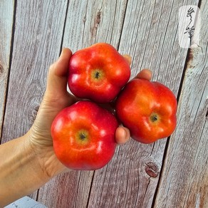 무화 산지직송 영주 별사과, 1박스, 가정용 중 1kg 14-16과