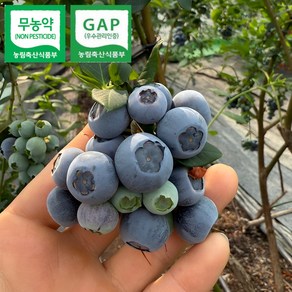 무농약 GAP인증 고당도 국산 생블루베리, 1박스, 200g