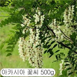 아카시아 500g 씨 씨앗 종자, 1개