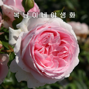 땅장미 벨렌슈필 [1포트 복남이네야생화 모종 분홍장미 로즈 ose], 1개