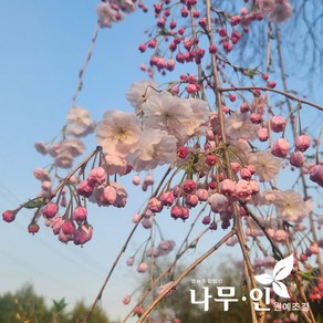 [나무인] 수양홍겹벚나무 개화주 높이2.5m 차량배송, 1개