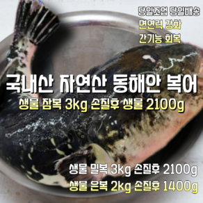 [산지직송] 국내산 자연산 동해안 생물참복어 3kg 2~4미. 생물밀복 3kg 2~4미. 생물은복 2kg 3~4미 . 복어회 400g. 1박스, 생물은복 2000g 손질후 생물은복 1400g