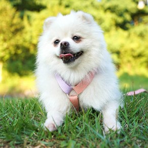 소형견 하네스 가슴줄 사계절 애견 반려동물 애견 용품 편한착용 줄꼬임방지, L, 1개