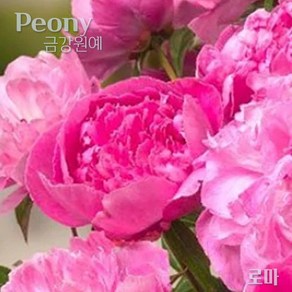 향기 작약 숙근 입고(Peony/금강원예) 로마, 1개