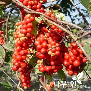 [나무인] 오미자 묘목 2년생 10그루, 1개
