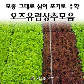 [모종심는아빠] 모종 그대로 심어 포기로 수확하는 유럽형 상추 모종 시리즈