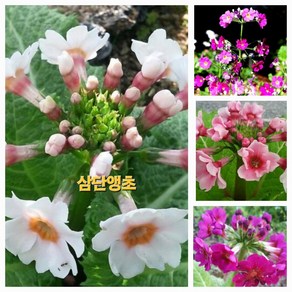 [비젼플라워] (야생화놀이터)---노지월동--베란다월동 -앵초-삼단앵초, 1개, 00