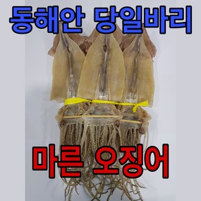 유성 일등 당일바리 마른 오징어, 10개, 500