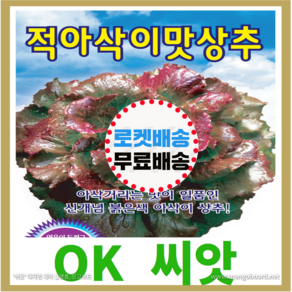 [OK씨앗] [적아삭이맛상추(봄 여름 가을)] 상추씨앗 종자(오케이씨앗)