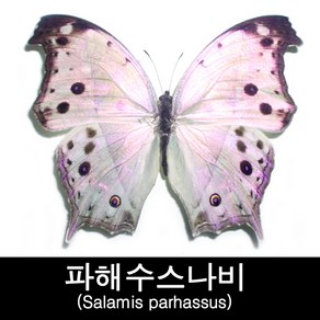 파르하수스진주네발나비표본/Salamis pahassus 80mm, 1개