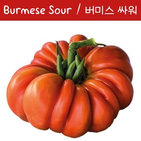 버미스 싸워 Bumese Sou 달콤한 희귀토마토 교육용 체험용세트, 1개