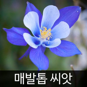 매발톱 씨앗 매발톱씨 종자 야생화 야생초 씨 500알, 1개