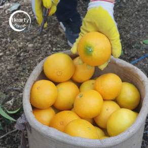 제주 고당도 서귀포 위미 황금향, 1개, 황금향 가정용 2kg (7-15과)