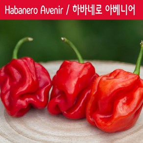 Habanero Avenir / 하바네로 아베니어 페퍼 희귀 고추 매운고추 특수작물