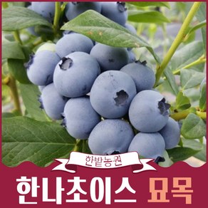 블루베리 나무 묘목 7년생나무키우기 과실수 묘목분양 가든 정원 조경용, 1개