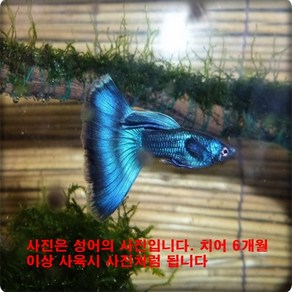 일렉트닉모스크블루(EMB) 치어 2cm [10마리], 1개, 10g