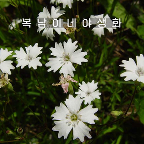 고산장구채 [3포트 복남이네야생화 모종 흰꽃 고산식물 heliospema], 3개