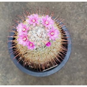 [별이네 다육] 다육 황금동자, 1개, 없음