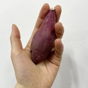 한입 크기 꿀고구마(어린이 간식 바베큐용), 1.5kg, 1개