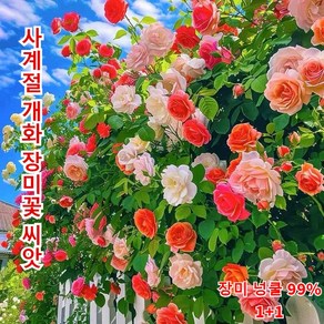 [생존율 높다 발아율 높다] 옥외 정원 장미꽃 씨앗 장미 넝쿨 사계절 파종 혼색 장미씨 50정/봉지, 장미씨 50정, 2세트