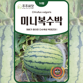 [주주씨앗] 미니 수박씨앗 타원형 작은 수박씨앗 종자 채소씨앗, 1개