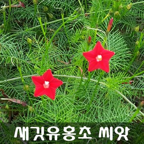 [해피플라워] 새깃유홍초 씨앗 30립 / 봄 여름 파종 덩굴식물 꽃씨, 1개