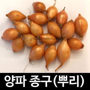 종구 양파 씨앗 구근 뿌리 종자 미니양파 창녕 250g