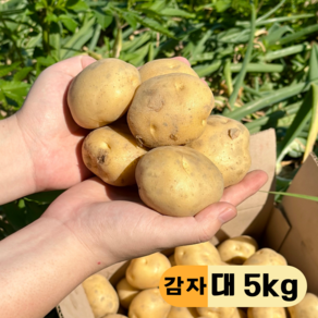 만근농장 24년 국내산 포슬포슬 햇감자, 1개, 5kg(대)