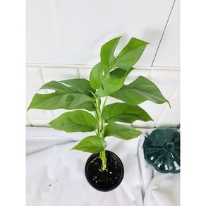 히메 몬스테라 미니 몬스테라 라피도포라 테트라스퍼마 Rhaphidophora tetrasperma