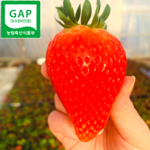 [GAP인증] 논산 산지직송 킹스베리 왕 생 딸기, 1박스, 400g(왕특)