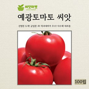 다농 예광큰토마토 씨앗 100립, 1개