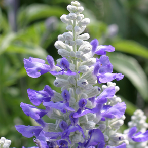 샐비어 스트라타 블루세이지/사루비아 (꽃씨앗/10립)Salvia Strata