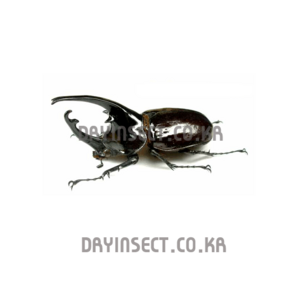 (Augosoma centauus) 켄타우루스장수풍뎅이 [D-55] 곤충표본, 70~74mm, 1개