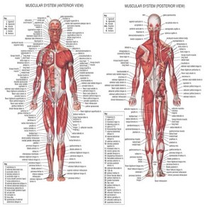 인체 해부 모형 트렌드 근육 시스템 포스터 실크 해부학 차트 학교 의료 과학 교육 용품 홈 데코, 1개