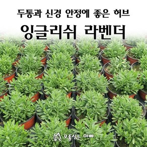 [모종심는아빠] 두통과 신경 안정에 좋은 허브 잉글리쉬 라벤더, 1개