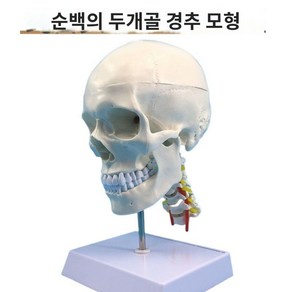 해부학 얼굴 뼈 모형 교구 의대 정형외과 실습 교육 수업, 경추뼈가 있는 A2 순백색 두개골