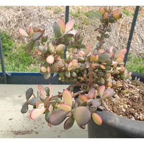 [수암다육] 가입랑 단품 Cotyledon orbiculata 'Yomeiri-Musume' 다육 다육이 다육식물 국민다육 190